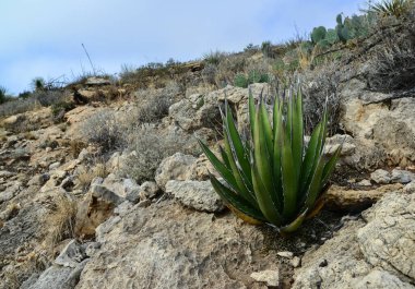 Agave, yucca, kaktüs ve çöl bitkileri New Mexico 'daki bir dağ vadisinde., 