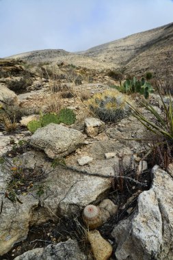 Agave, yucca, kaktüs ve çöl bitkileri New Mexico 'daki bir dağ vadisinde., 
