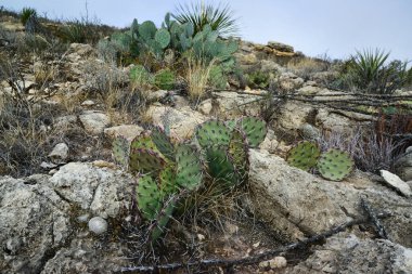 Opuntia kaktüsü ve diğer çöl bitkileri New Mexico, ABD 'deki dağ manzarasında.