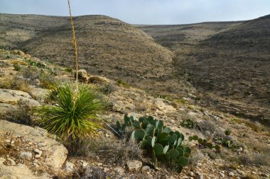 Agave, yucca, kaktüs ve çöl bitkileri New Mexico 'daki bir dağ vadisinde., 