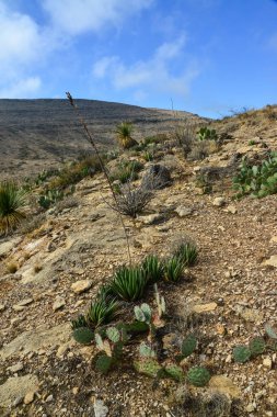 Agave, yucca, kaktüs ve çöl bitkileri New Mexico 'daki bir dağ vadisinde., 