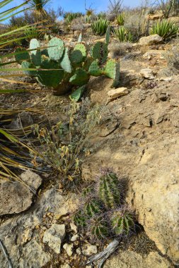 Kaktüs (Echinocereus sp.) ve Opuntia, yucca, agaves ve diğer çöl bitkileri New Mexico, ABD 'deki dağlarda.