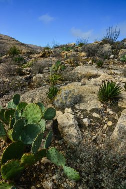 Opuntia kaktüsü ve diğer çöl bitkileri New Mexico, ABD 'deki dağ manzarasında.