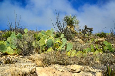 Opuntia kaktüsü ve diğer çöl bitkileri New Mexico, ABD 'deki dağ manzarasında.