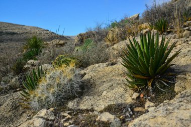 Agave, yucca, kaktüs ve çöl bitkileri New Mexico 'daki bir dağ vadisinde., 