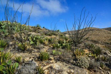 Agave, yucca, kaktüs ve çöl bitkileri New Mexico 'daki bir dağ vadisinde., 
