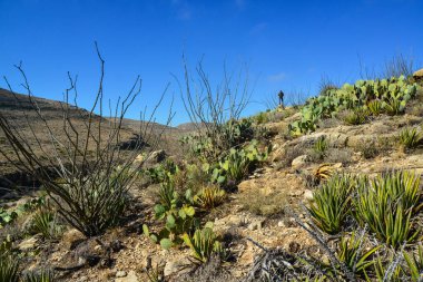 Agave, yucca, kaktüs ve çöl bitkileri New Mexico 'daki bir dağ vadisinde., 
