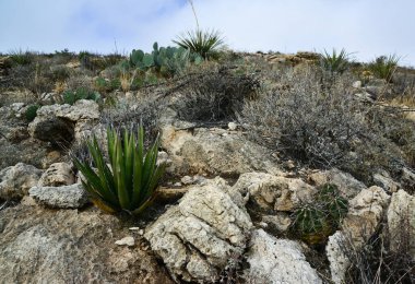 Kaktüs (Echinocereus sp.) ve Opuntia, yucca, agaves ve diğer çöl bitkileri New Mexico, ABD 'deki dağlarda.