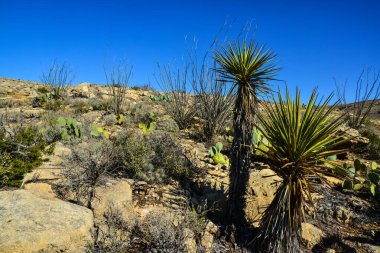 Agave, yucca, kaktüs ve çöl bitkileri New Mexico 'daki bir dağ vadisinde., 