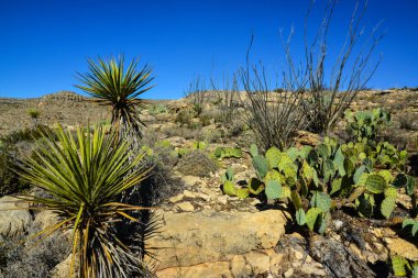 Agave, yucca, kaktüs ve çöl bitkileri New Mexico 'daki bir dağ vadisinde., 