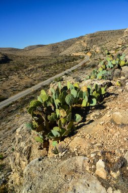 Opuntia kaktüsü ve diğer çöl bitkileri New Mexico, ABD 'deki dağ manzarasında.