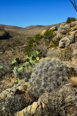 Kaktüs (Echinocereus sp.) ve Opuntia, yucca, agaves ve diğer çöl bitkileri New Mexico, ABD 'deki dağlarda.