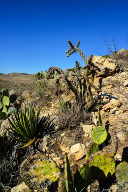 Opuntia kaktüsü ve diğer çöl bitkileri New Mexico, ABD 'deki dağ manzarasında.
