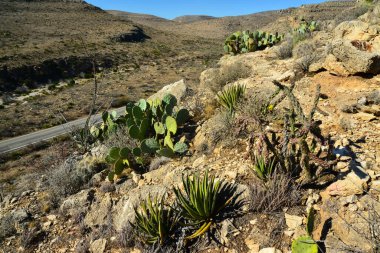 Agave, yucca, kaktüs ve çöl bitkileri New Mexico 'daki bir dağ vadisinde., 