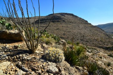 Kaktüs (Echinocereus sp.) ve Opuntia, yucca, agaves ve diğer çöl bitkileri New Mexico, ABD 'deki dağlarda.