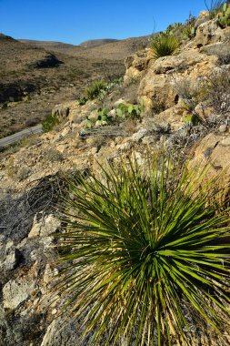 Agave, yucca, kaktüs ve çöl bitkileri New Mexico 'daki bir dağ vadisinde., 
