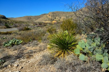 Agave, yucca, kaktüs ve çöl bitkileri New Mexico 'daki bir dağ vadisinde., 