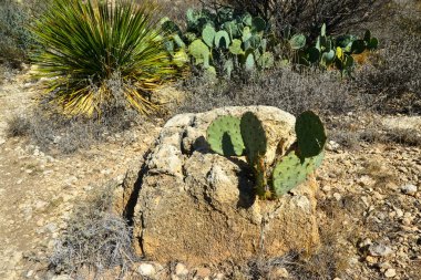 Opuntia kaktüsü ve diğer çöl bitkileri New Mexico, ABD 'deki dağ manzarasında.