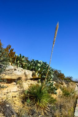 Agave, yucca, kaktüs ve çöl bitkileri New Mexico 'daki bir dağ vadisinde., 