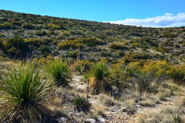 Agave, yucca, kaktüs ve çöl bitkileri New Mexico 'daki bir dağ vadisinde., 