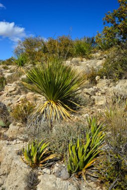 Agave, yucca, kaktüs ve çöl bitkileri New Mexico 'daki bir dağ vadisinde., 