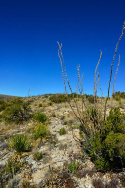 Agave, yucca, kaktüs ve çöl bitkileri New Mexico 'daki bir dağ vadisinde., 