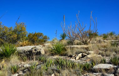 Agave, yucca, kaktüs ve çöl bitkileri New Mexico 'daki bir dağ vadisinde., 