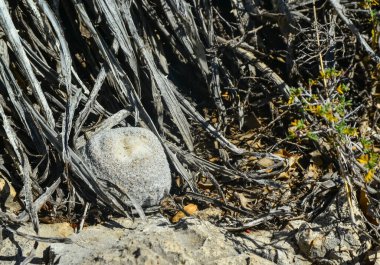 Kaktüs ve diğer çöl bitkileri New Mexico, ABD 'deki bir dağ manzarasında taşların arasında yetişir.
