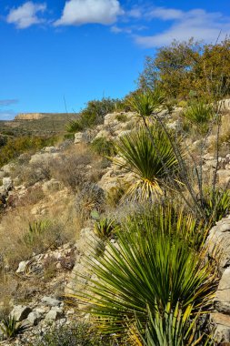 Agave, yucca, kaktüs ve çöl bitkileri New Mexico 'daki bir dağ vadisinde., 