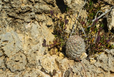 Kaktüs ve diğer çöl bitkileri New Mexico, ABD 'deki bir dağ manzarasında taşların arasında yetişir.