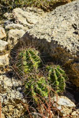 Kaktüs (Echinocereus sp.) ve New Mexico, ABD 'deki dağlardaki diğer çöl bitkileri.