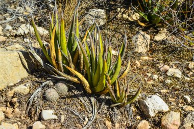 Agave, yucca, kaktüs ve çöl bitkileri New Mexico 'daki bir dağ vadisinde., 