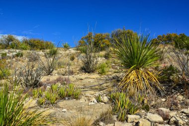 Agave, yucca, kaktüs ve çöl bitkileri New Mexico 'daki bir dağ vadisinde., 