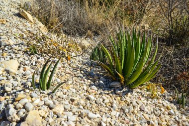Agave, yucca, kaktüs ve çöl bitkileri New Mexico 'daki bir dağ vadisinde., 