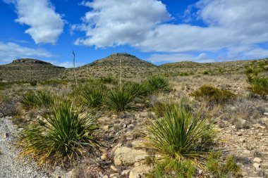 Agave, yucca, kaktüs ve çöl bitkileri New Mexico 'daki bir dağ vadisinde., 
