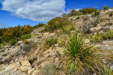 Agave, yucca, kaktüs ve çöl bitkileri New Mexico 'daki bir dağ vadisinde., 