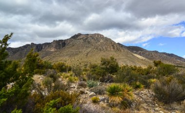 Kuru ağaç, kaktüs ve diğer çöl bitkileri Guadalupe Ulusal Parkı, New Mexico 'da koni şeklinde bir arazide.