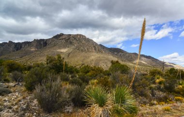 Agave, yucca, kaktüs ve çöl bitkileri New Mexico 'daki bir dağ vadisinde., 