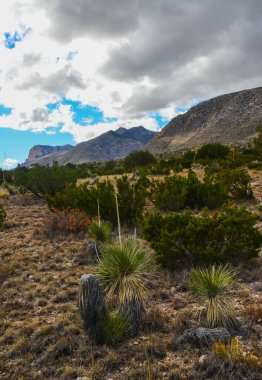 Agave, yucca, kaktüs ve çöl bitkileri New Mexico 'daki bir dağ vadisinde., 