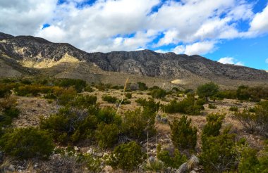 Agave, yucca, kaktüs ve çöl bitkileri New Mexico 'daki bir dağ vadisinde., 