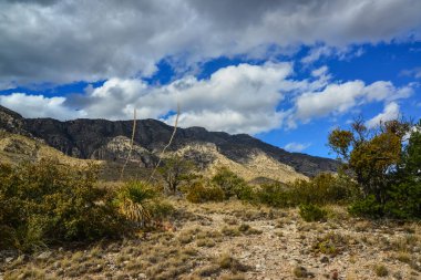 Agave, yucca, kaktüs ve çöl bitkileri New Mexico 'daki bir dağ vadisinde., 