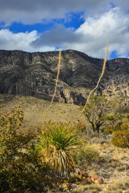 Agave, yucca, kaktüs ve çöl bitkileri New Mexico 'daki bir dağ vadisinde., 