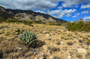 Agave, yucca, kaktüs ve çöl bitkileri New Mexico 'daki bir dağ vadisinde., 