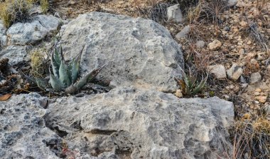 Agave, yucca, kaktüs ve çöl bitkileri New Mexico 'daki bir dağ vadisinde., 