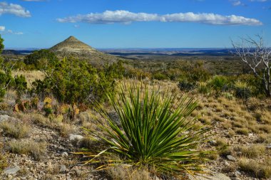 Agave, yucca, kaktüs ve çöl bitkileri New Mexico 'daki bir dağ vadisinde., 