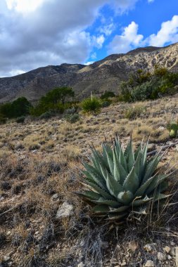 Agave, yucca, kaktüs ve çöl bitkileri New Mexico 'daki bir dağ vadisinde., 