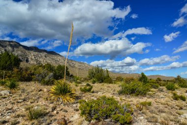 Agave, yucca, kaktüs ve çöl bitkileri New Mexico 'daki bir dağ vadisinde., 