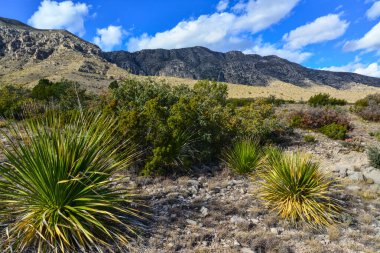 Agave, yucca, kaktüs ve çöl bitkileri New Mexico 'daki bir dağ vadisinde., 