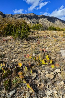 Opuntia kaktüsü ve diğer çöl bitkileri New Mexico, ABD 'deki dağ manzarasında.