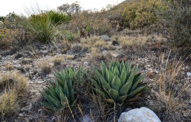 Agave, yucca, kaktüs ve çöl bitkileri New Mexico 'daki bir dağ vadisinde., 